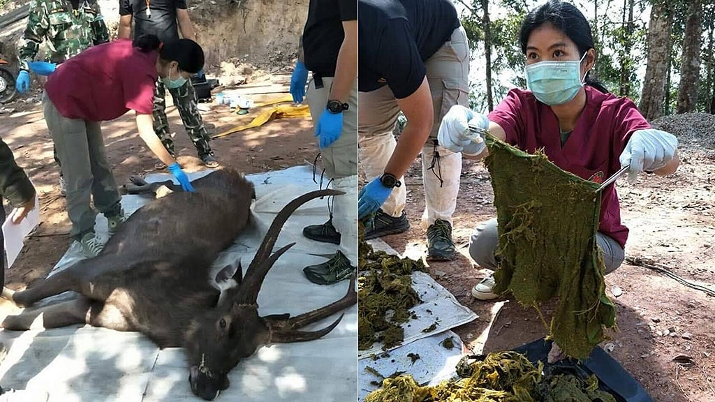 Thailand deer dies after eating 15 pounds of garbage dumped by humans