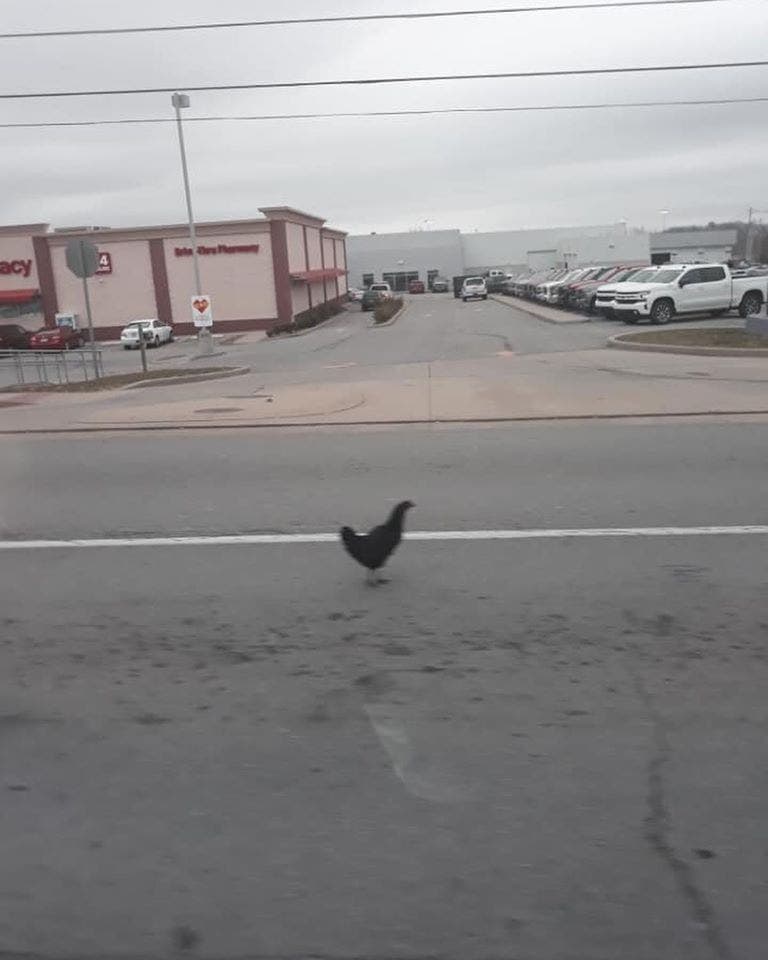 Kentucky police capture 'very hostile' chicken at CVS pharmacy