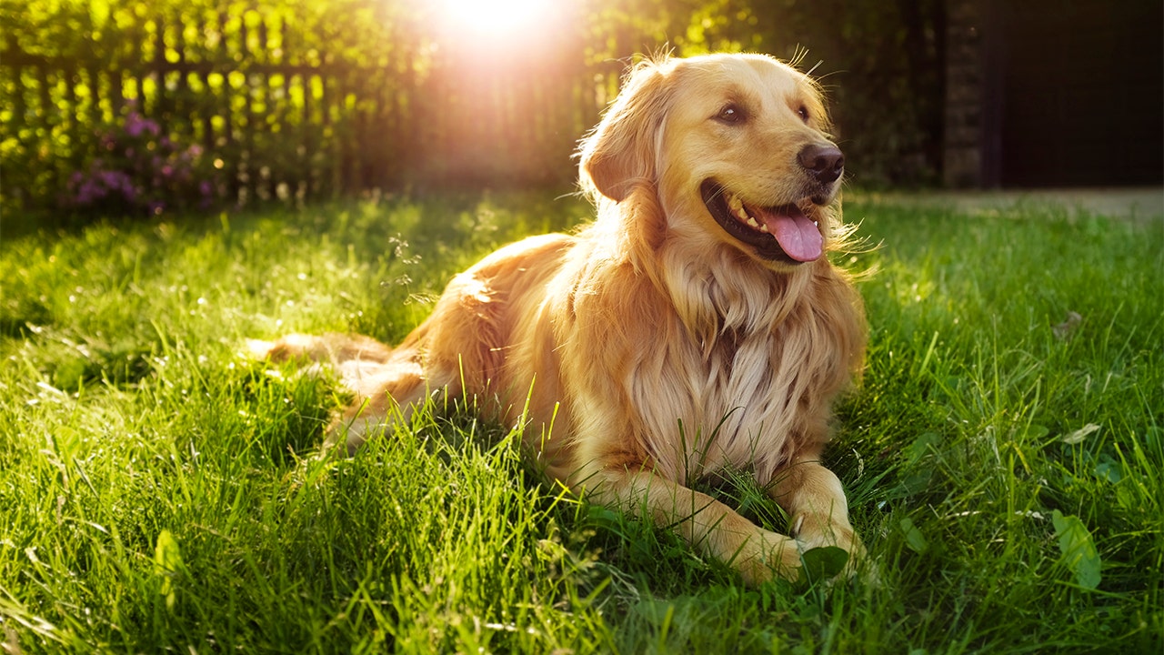 what is the oldest living labrador retriever