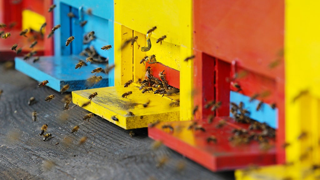 the bees