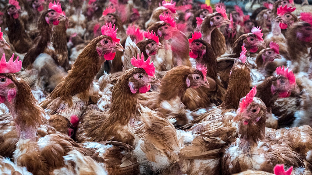 Russland hat seinen ersten Fall von Vogelgrippe beim Menschen gemeldet