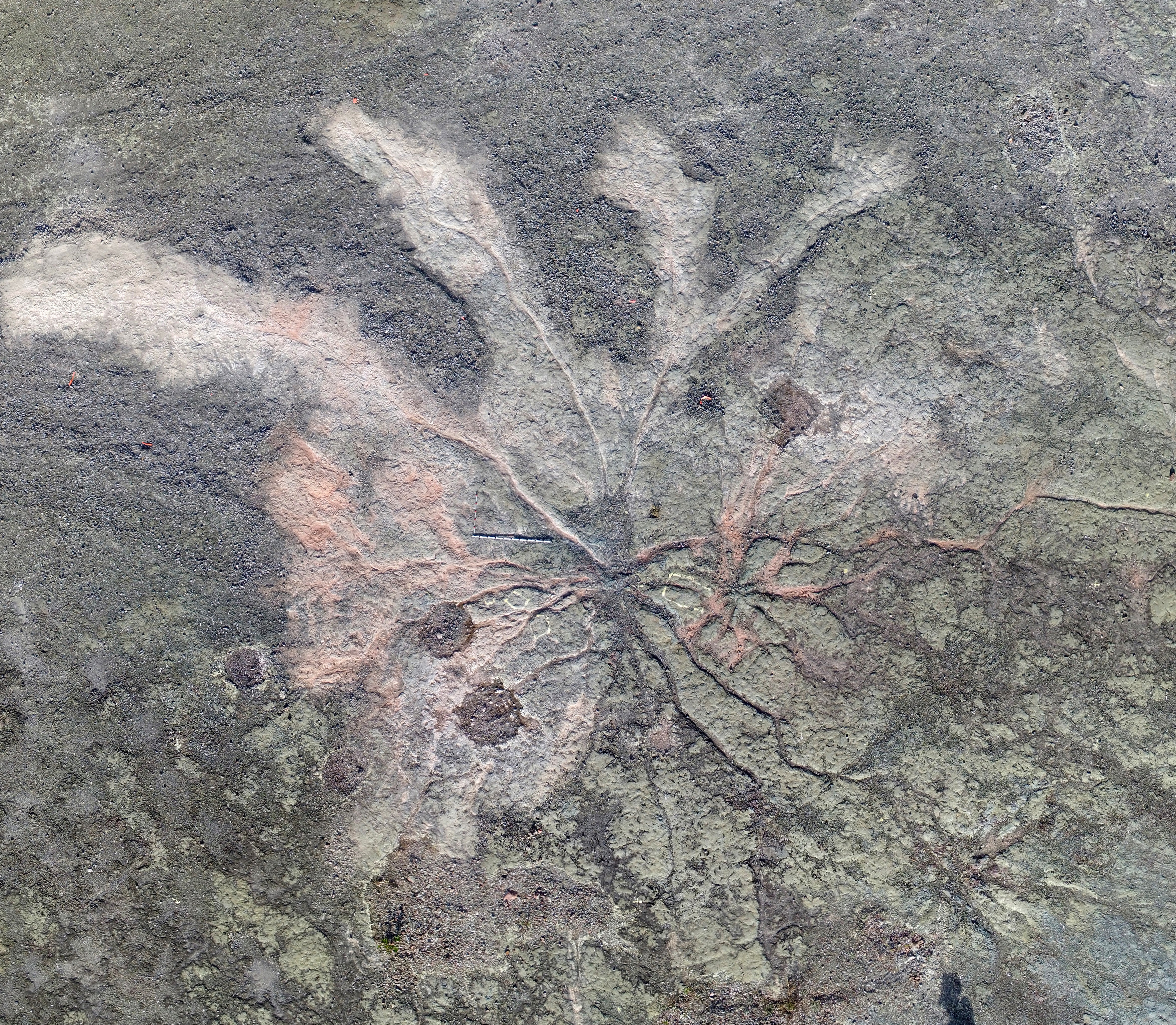 World’s oldest fossil trees discovered in New York