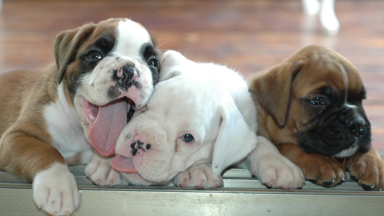 iStock-Puppies iStock-Puppies