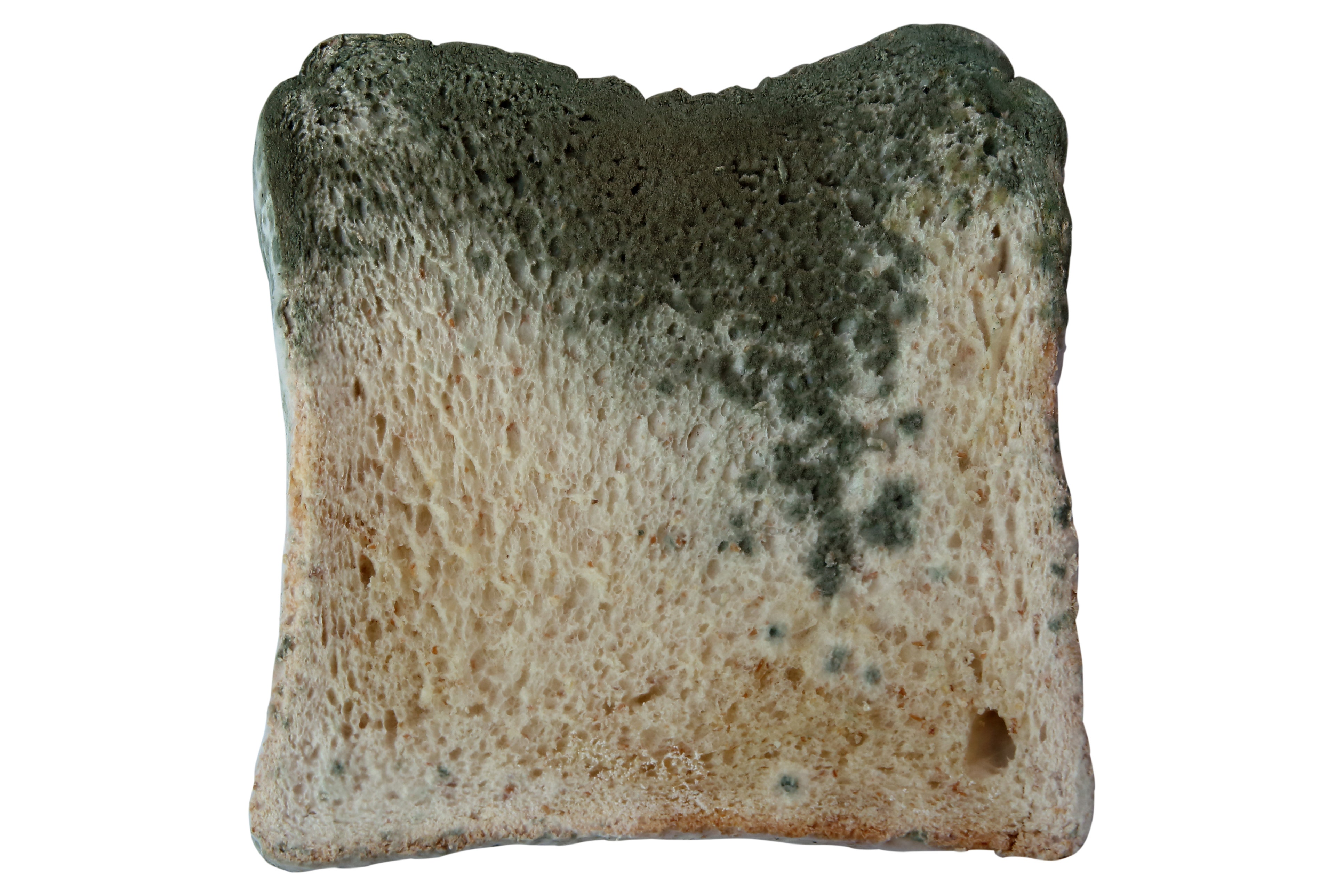 Moldy Bread by Photo Researchers