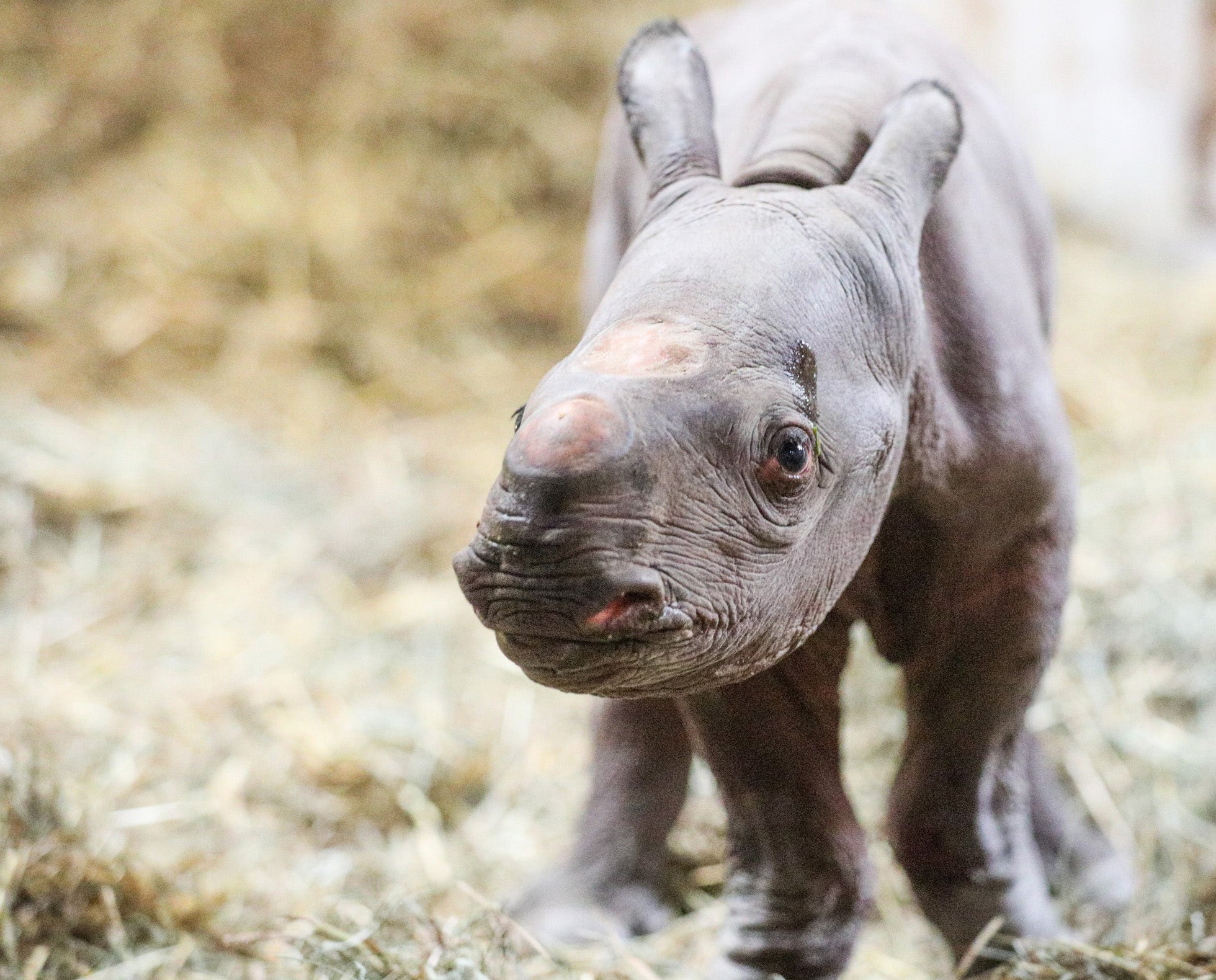 Rare black rhino baby born on Christmas Eve | Fox News