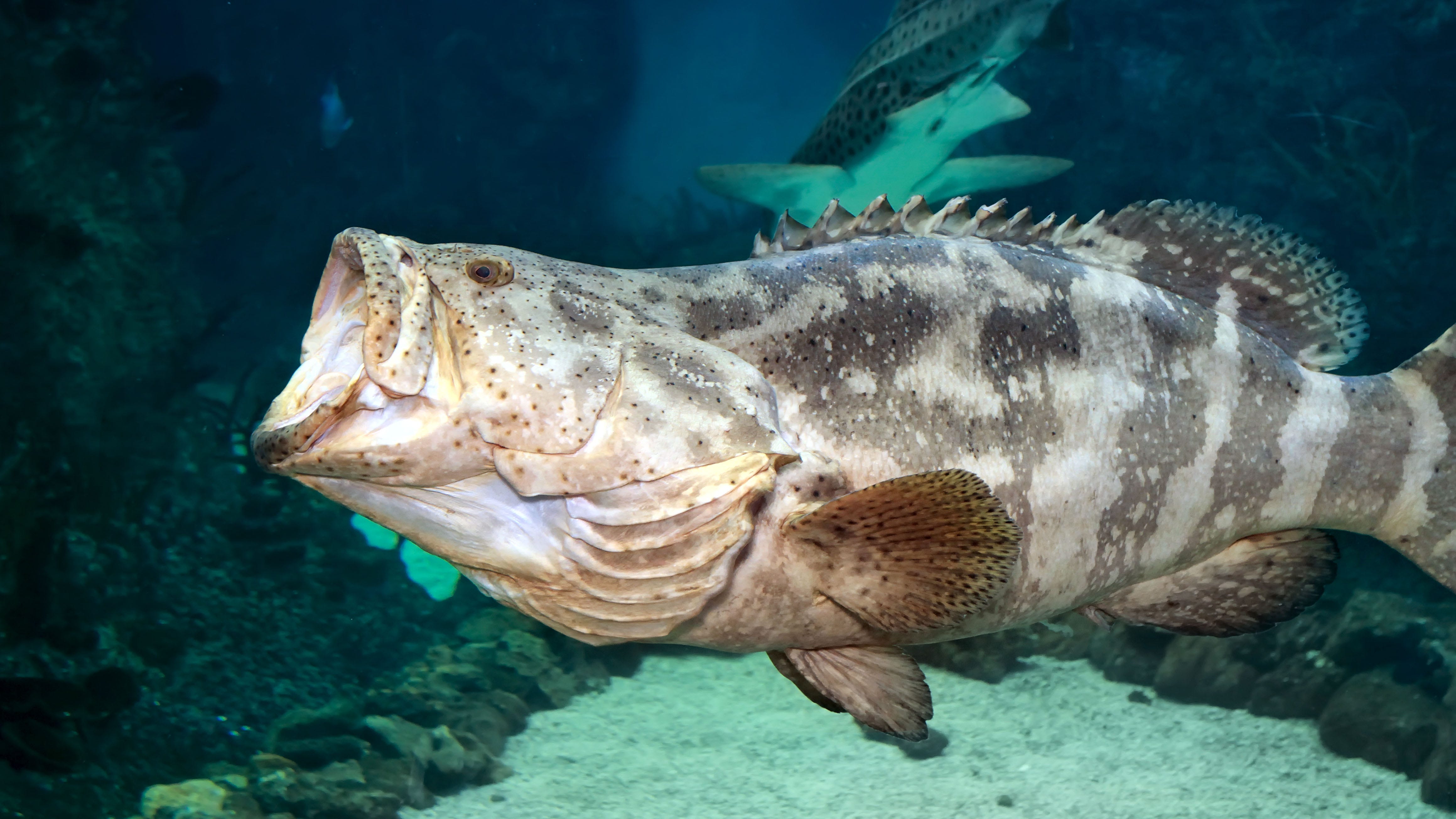 grouper fish florida