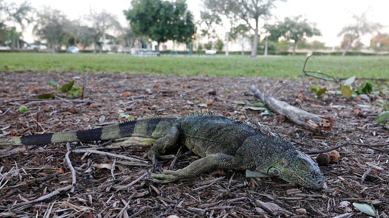 Florida chill has iguanas falling from trees, officials warn