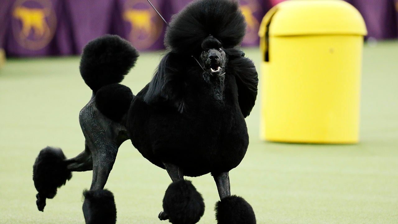 Poodle named Siba wins best in show at Westminster