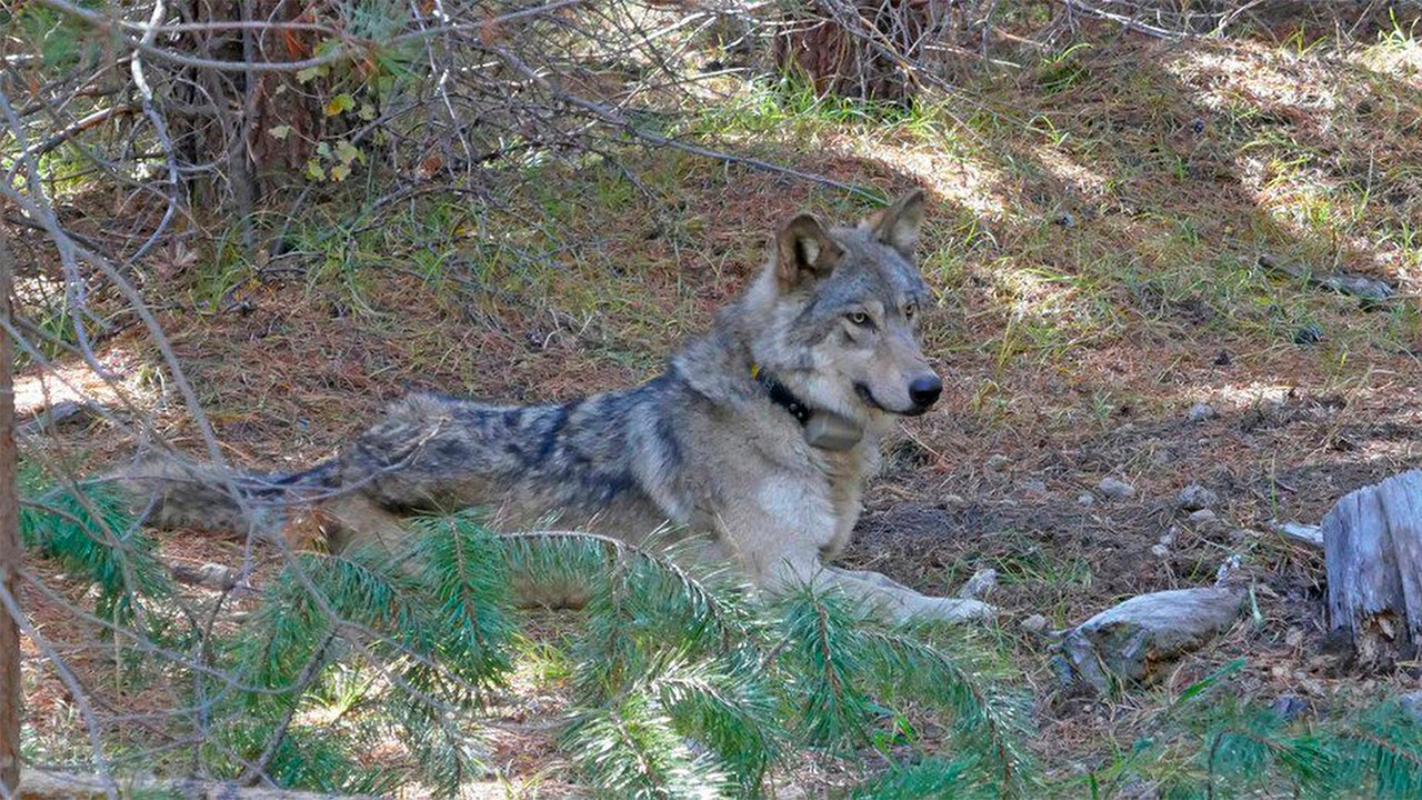 Endangered gray wolf that wandered 8,712 miles looking for a mate or ...
