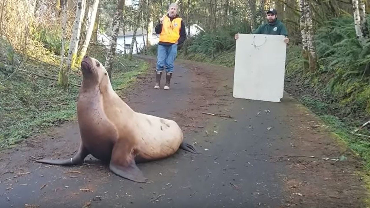 Washington state ‘road hazard’ turns out to be lost 600-pound sea lion, sheriff says - Fox News