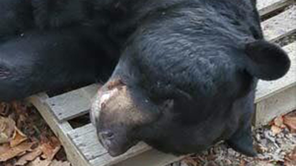 Dozens of black bears killed so far in New Jersey hunt