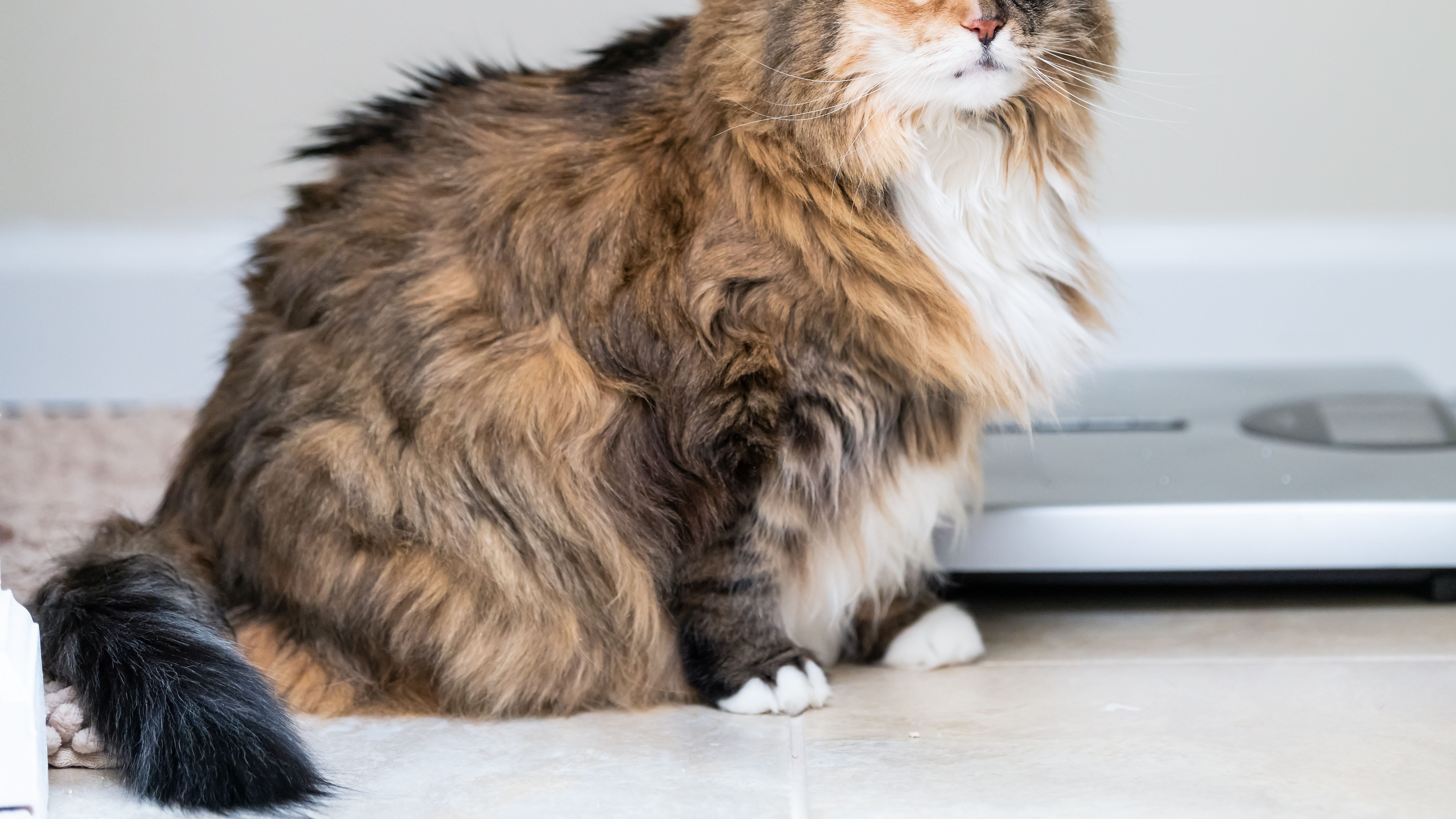 Animal rescue looking for home to help morbidly obese cat lose weight | Fox  News
