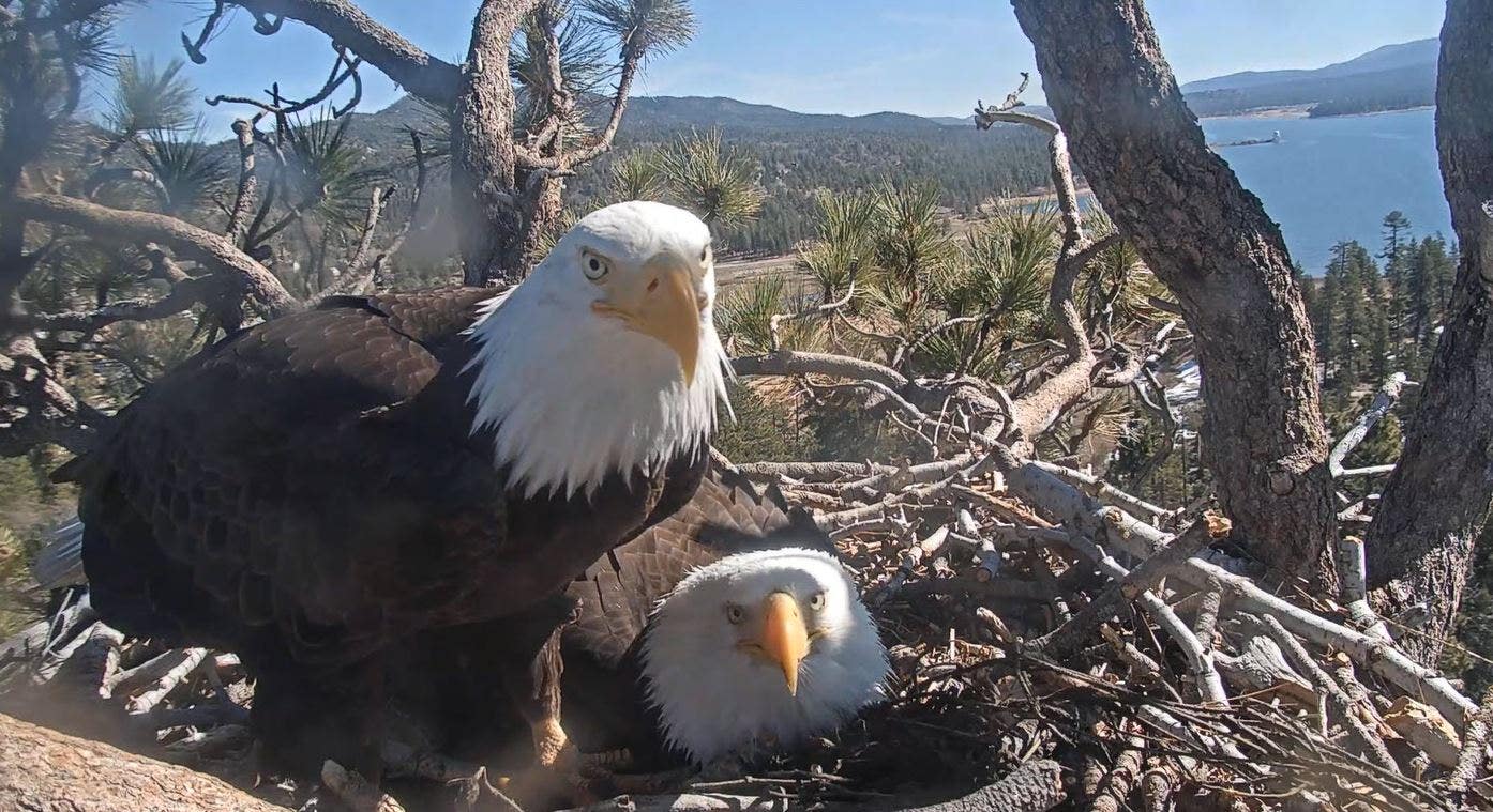 Project could force Big Bear bald eagles from their home, groups