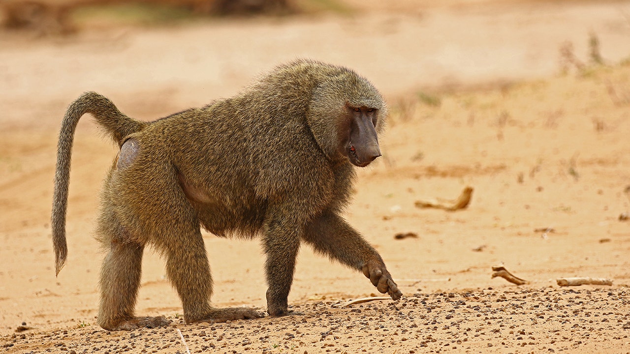 Male baboon escapes Australia medical facility with ‘two wives’ before vasectomy, health official says