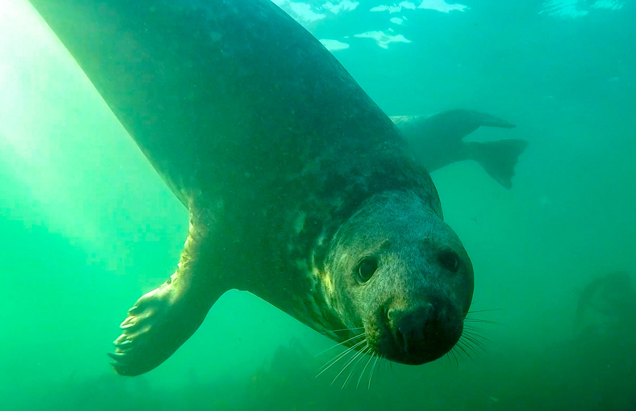 Seals seen clapping underwater as a show of strength