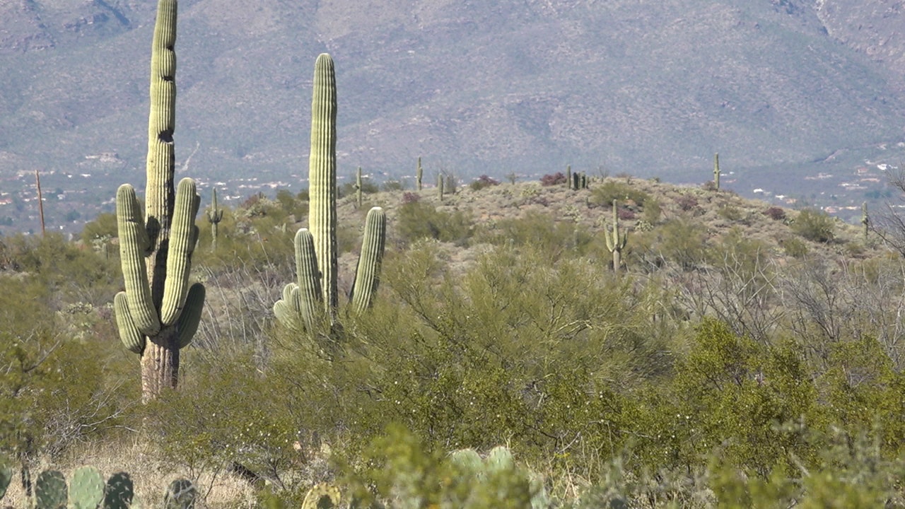 Dozens of Arizona's iconic cactuses are being illegally dug up and ...