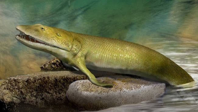 Fish sprouted fingers before they ventured onto land, fossil shows