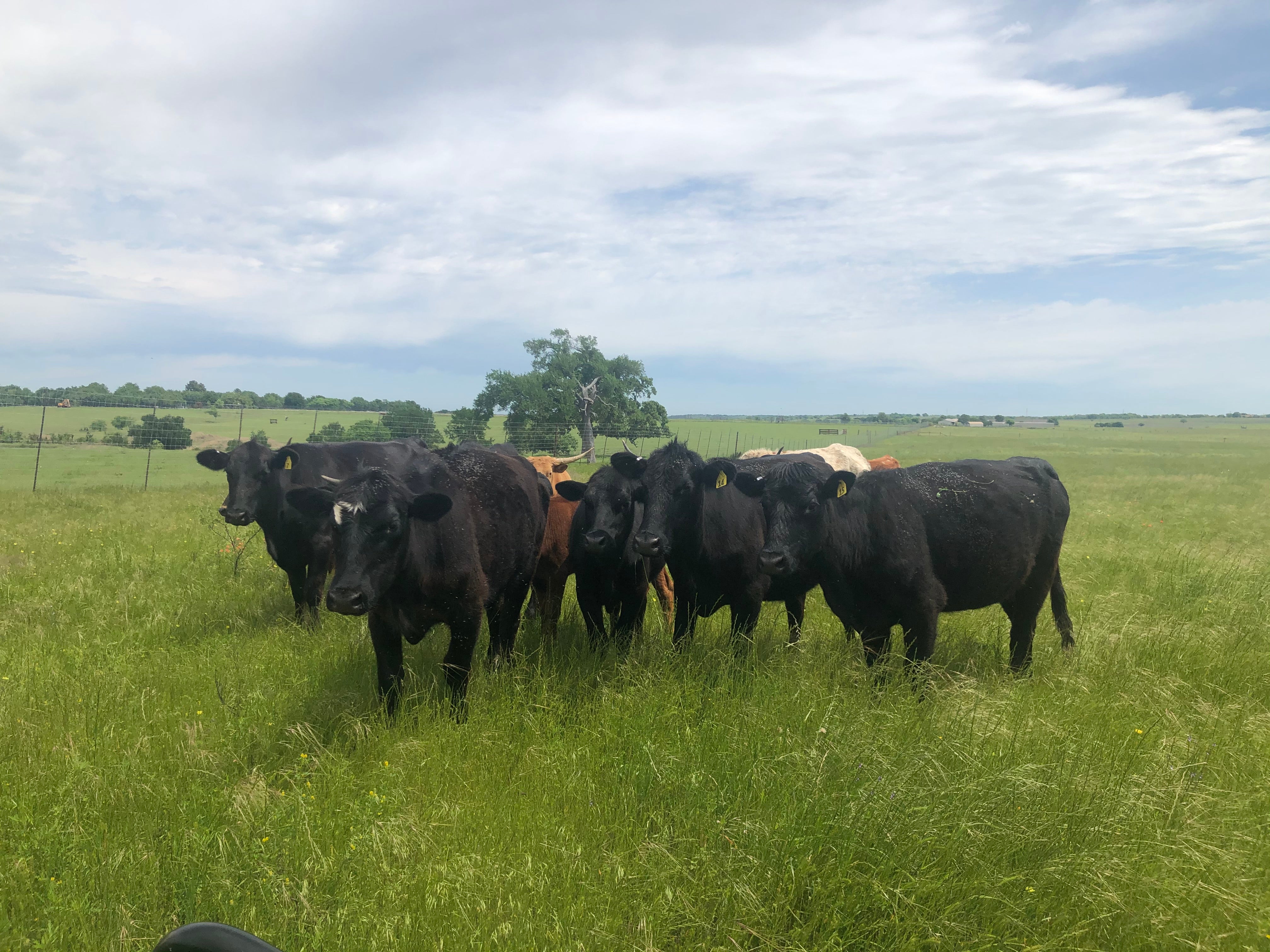 Rep. Jodey Arrington: Memorial Day weekend – US beef is not a climate villain. Let's support our ranchers