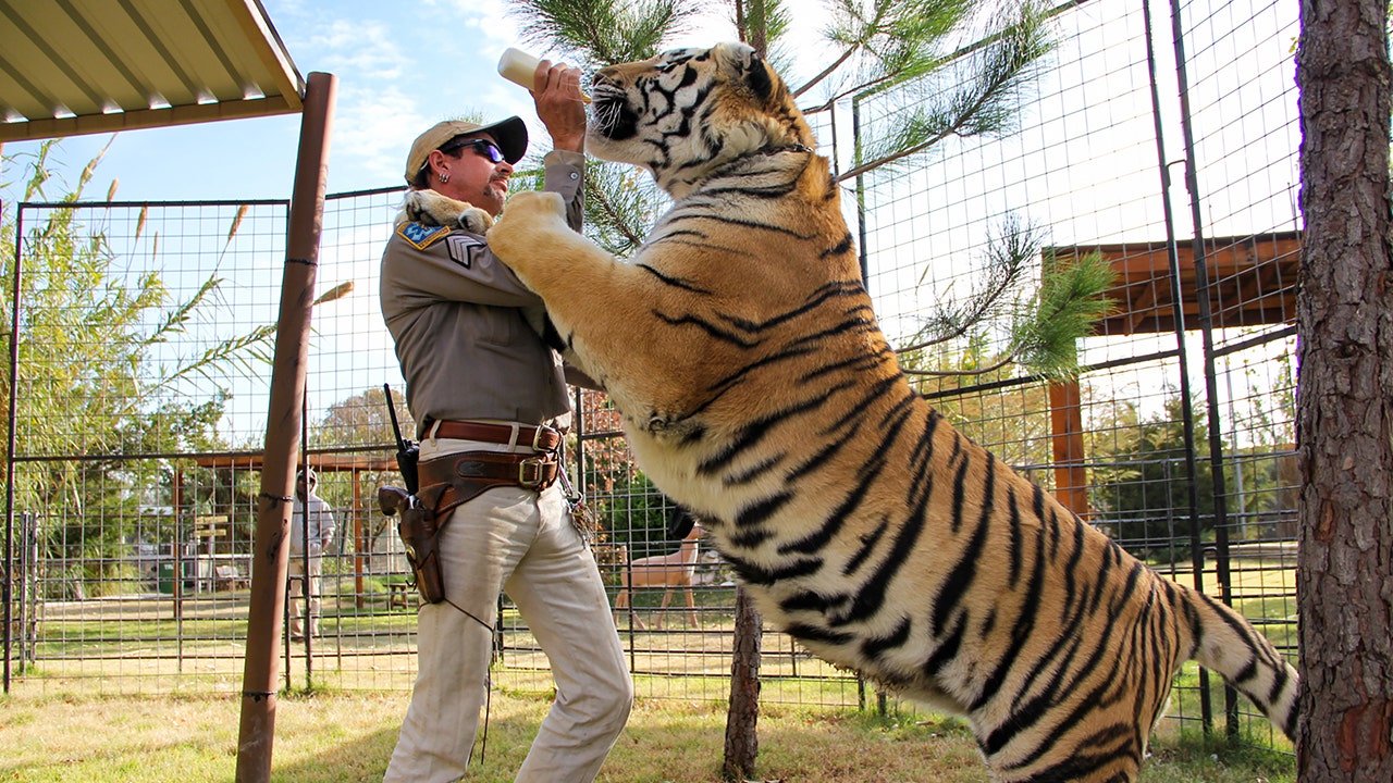 Senators propose 'Tiger King'-inspired legislation to ban private big-cat ownership