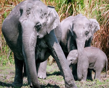 Elephants in Thailand face starvation as coronavirus severely impacts tourism