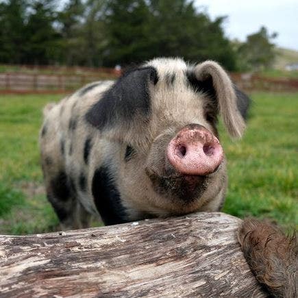 Pigs and a playlist? Farmer finds his pigs are happier when they hear music