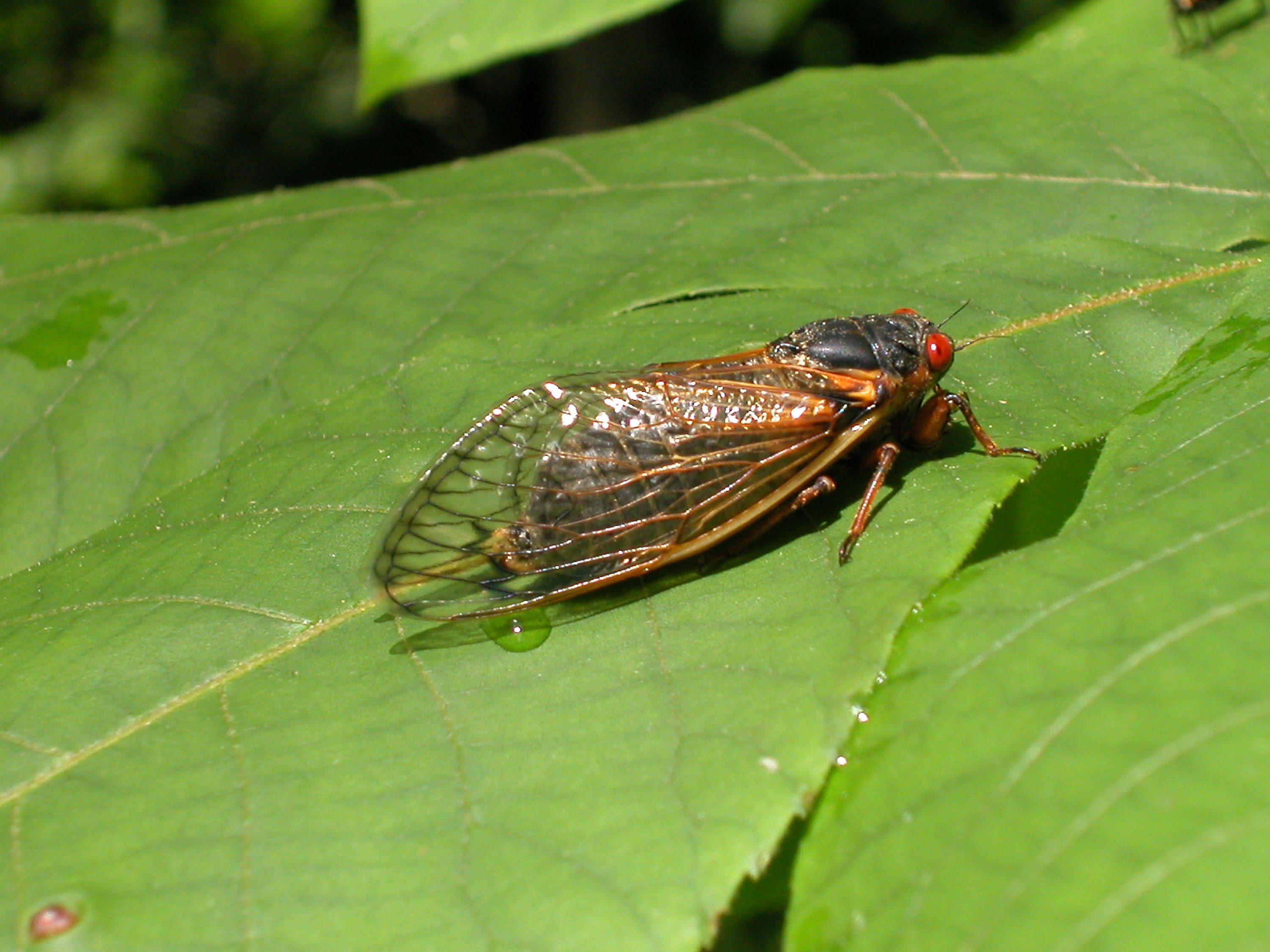 Cicadas living underground for past 17 years to emerge in these states