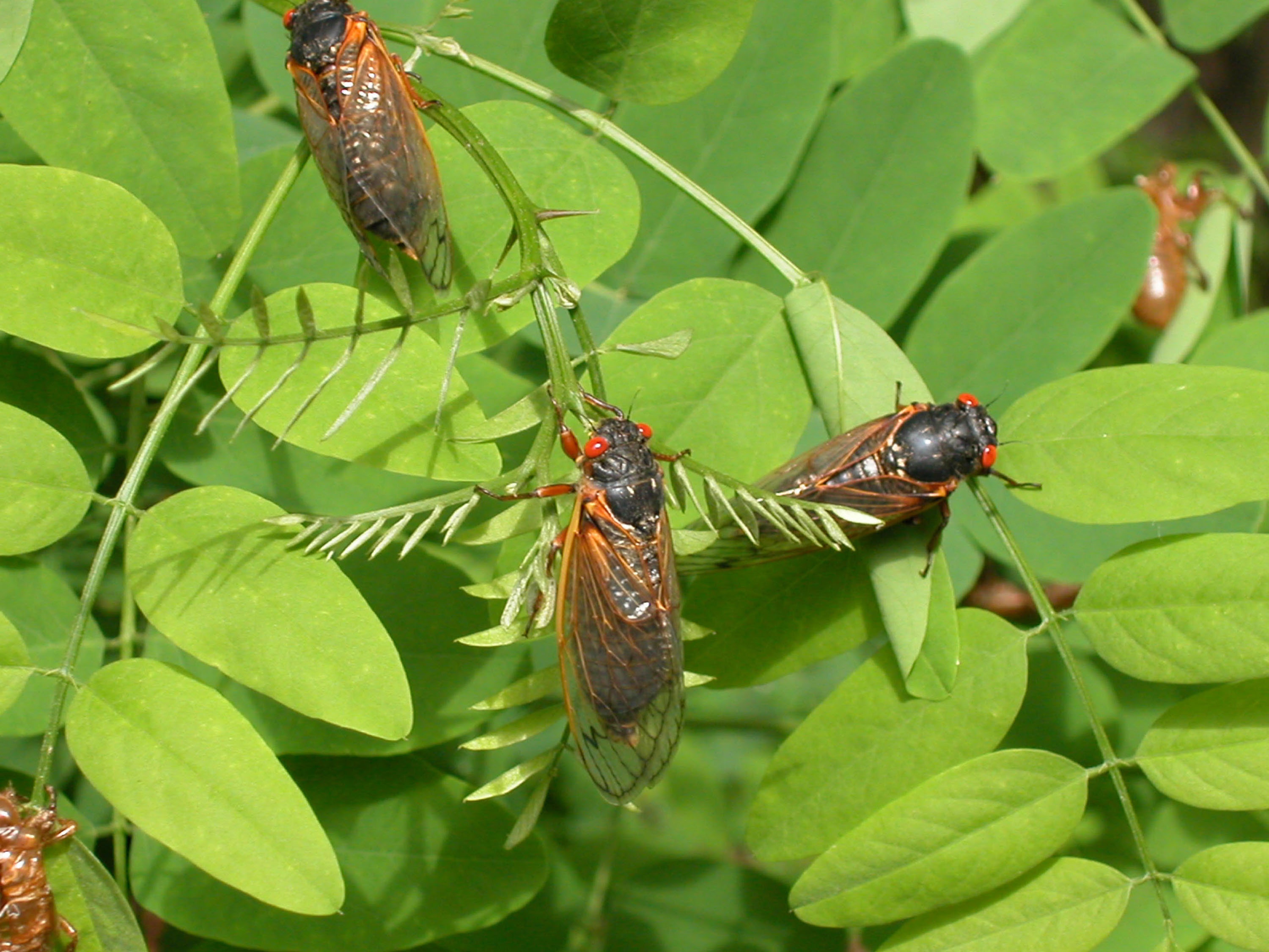 Get ready for sex-crazed zombie cicadas known as ‘flying salt shakers of death’