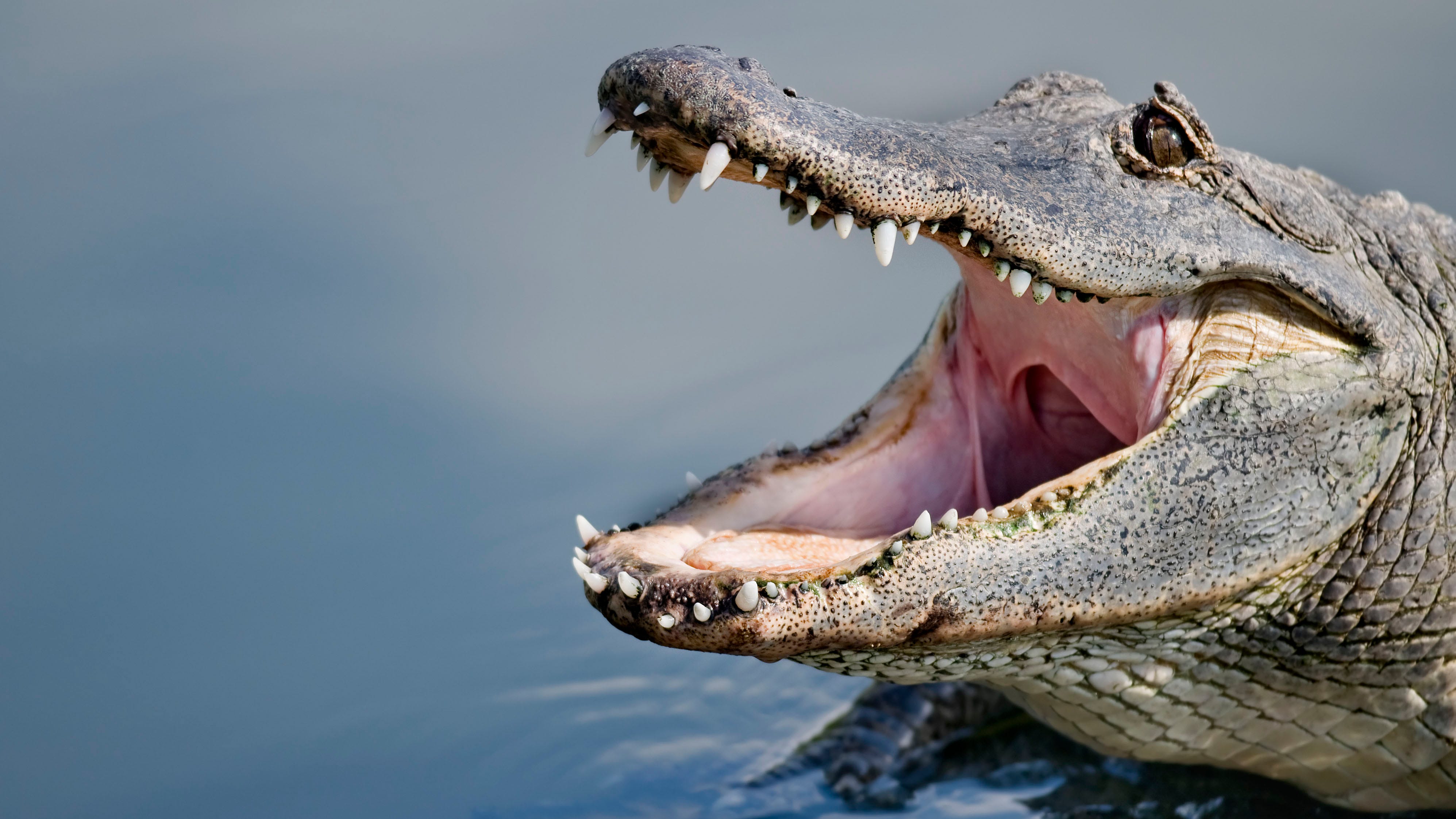 Крокодил млекопитающее или нет. Флорида крокодилы. Звуки аллигатора.