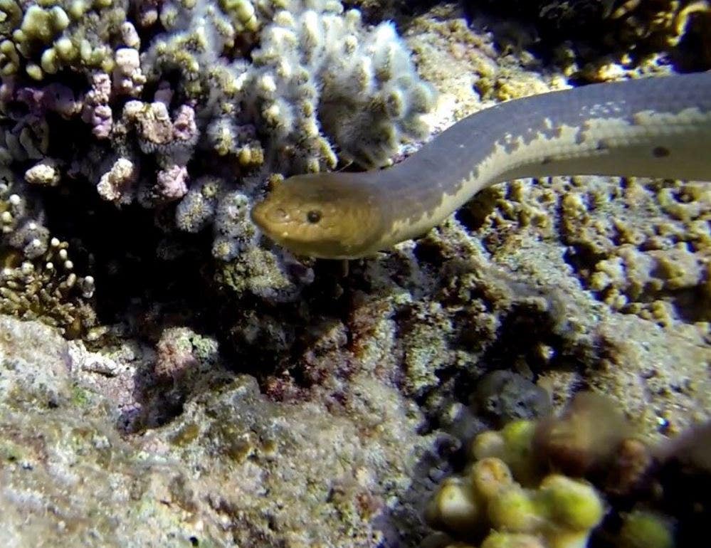 Sea Snakes See in Technicolor: A Reversal of Ancestral Vision Loss