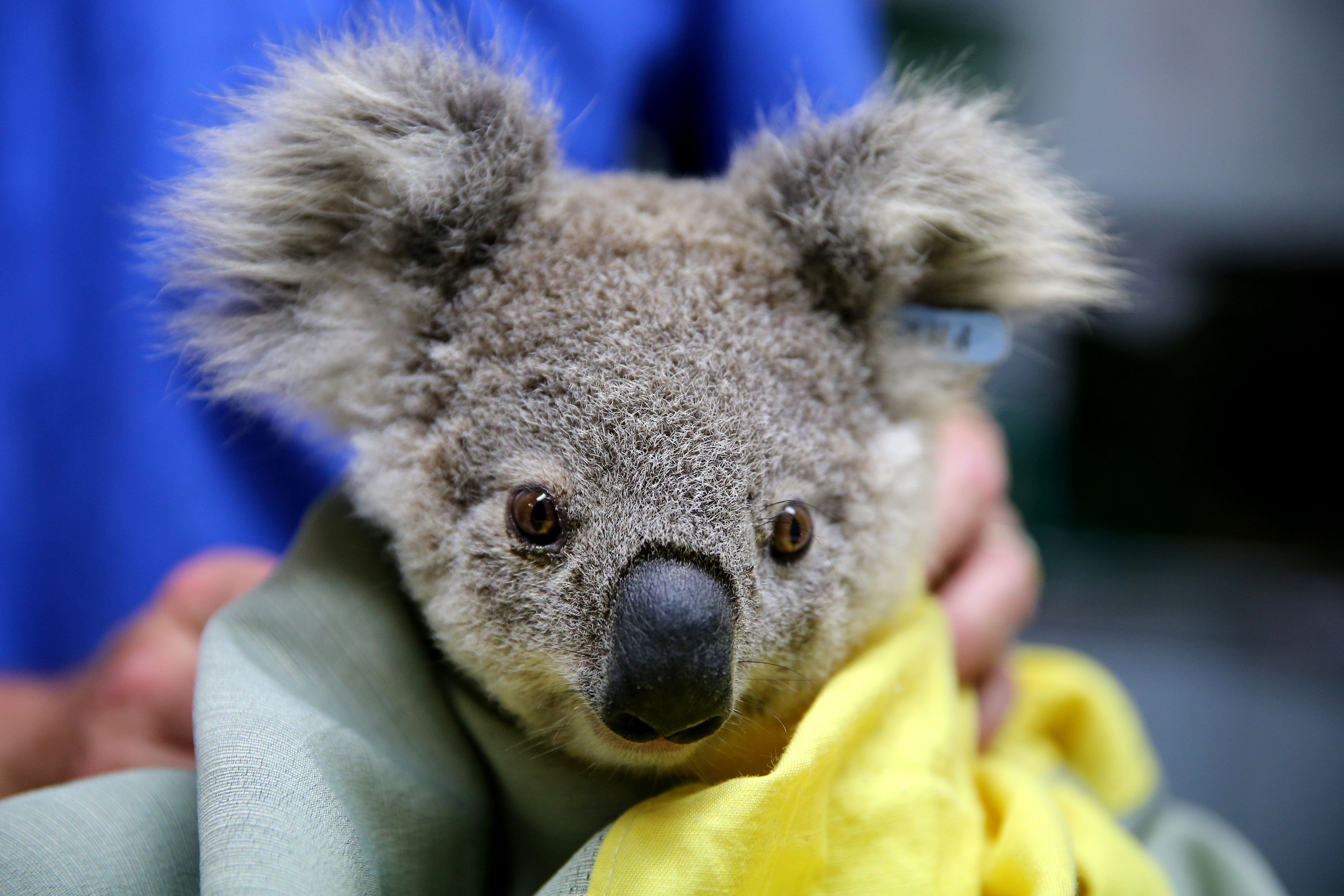 Год коалы. Коала в Австралии. Злая коала. Коала в Африке.