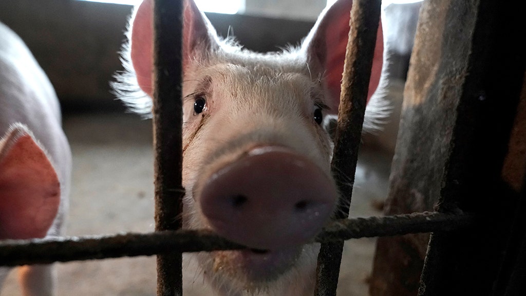 FOX NEWS: Swine flu strain with 'human pandemic potential' found in more Chinese pigs, scientists say