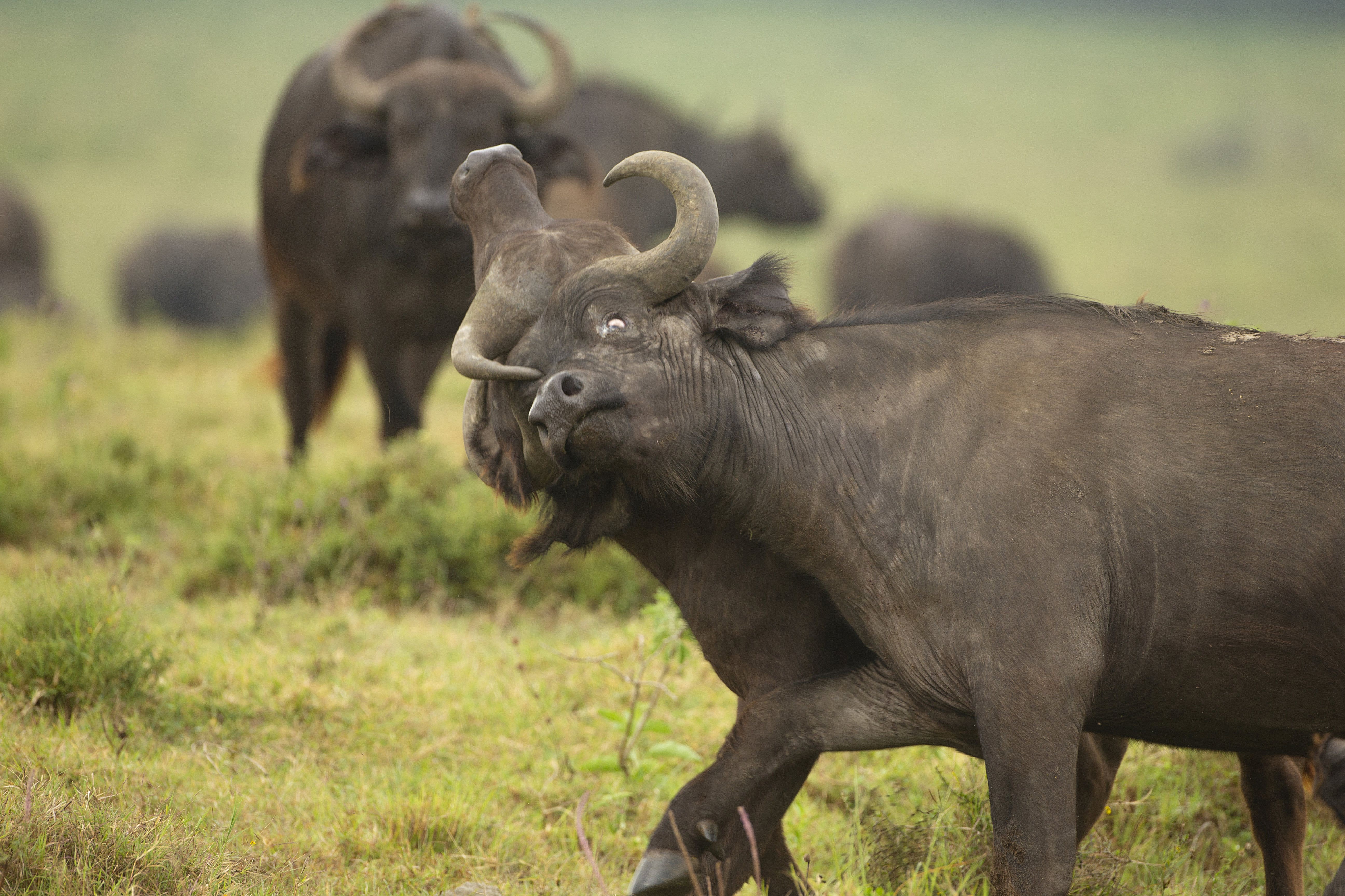 Incredible pictures show two buffalo fighting each other locking horns | News