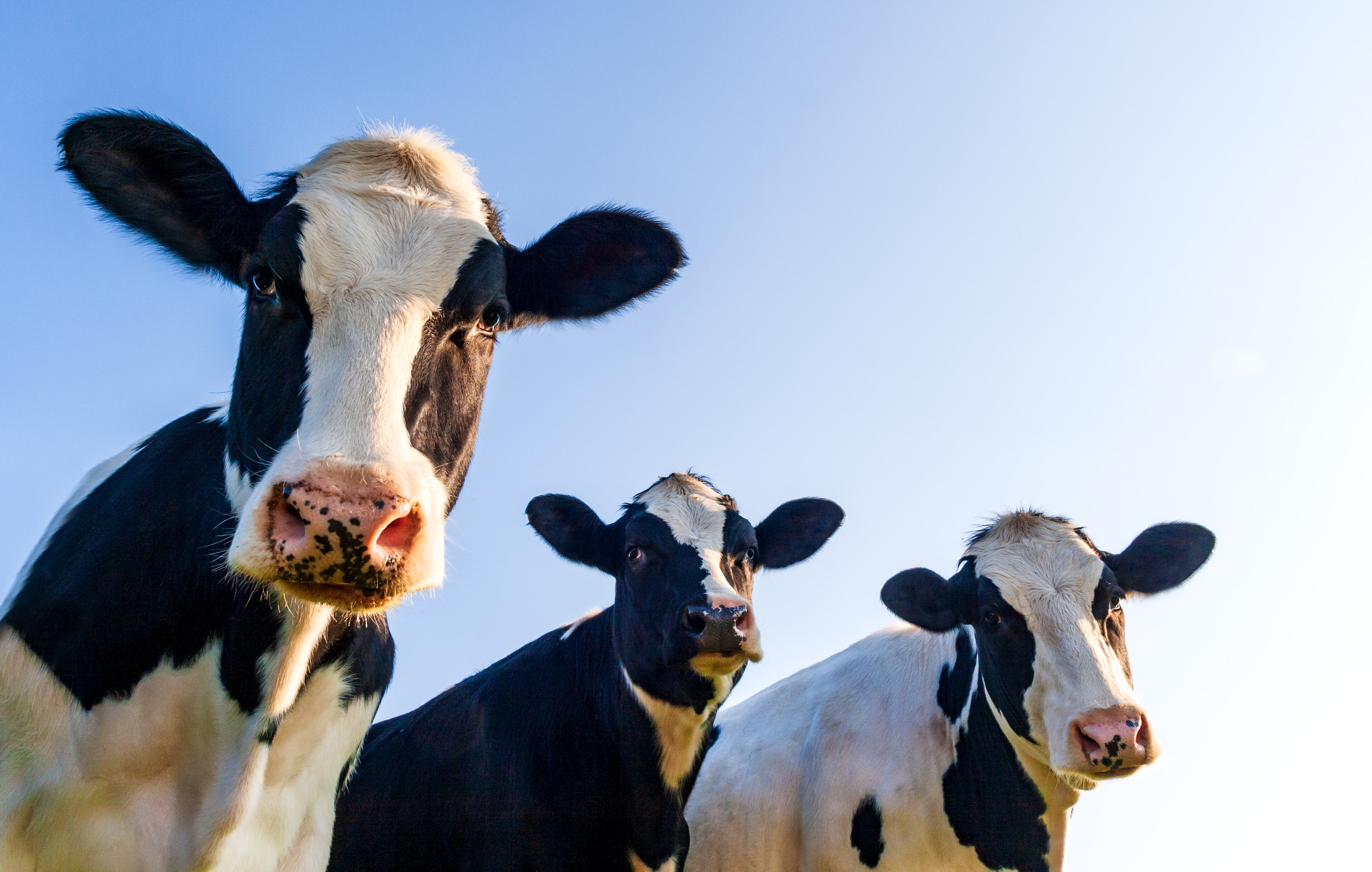 Georgia woman captures surprise visit by dairy cows on security video: Udderly ridiculous! thumbnail