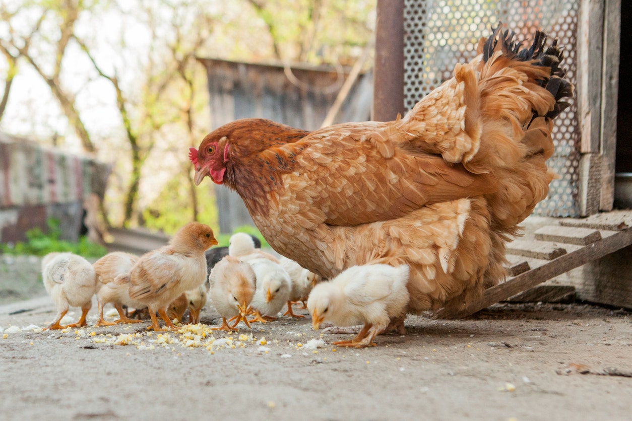 CDC tells public to not 'kiss or snuggle' chickens, ducks, backyard poultry amid salmonella outbreaks