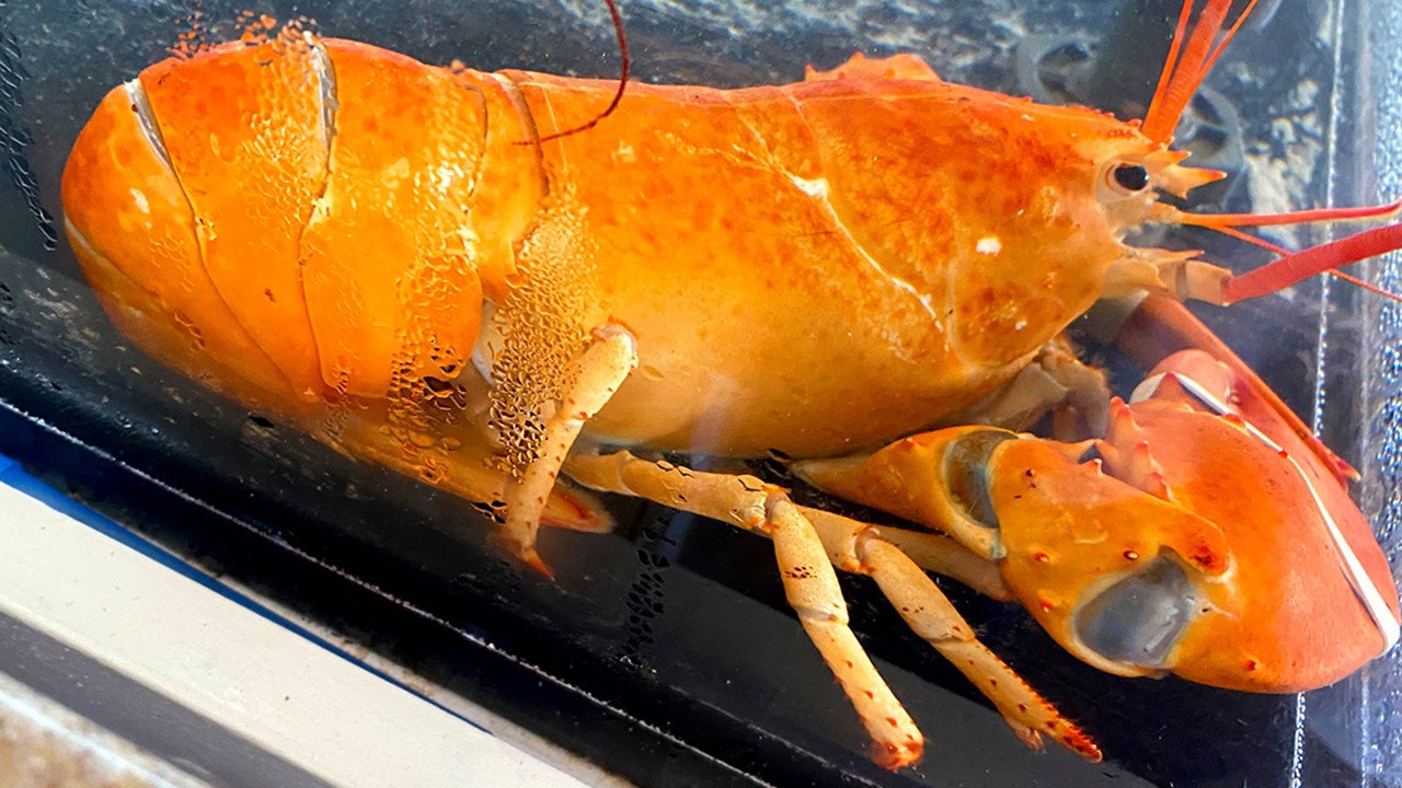 WATCH: Orange lobster, named Tangerine, has new home at aquarium, Top  Story