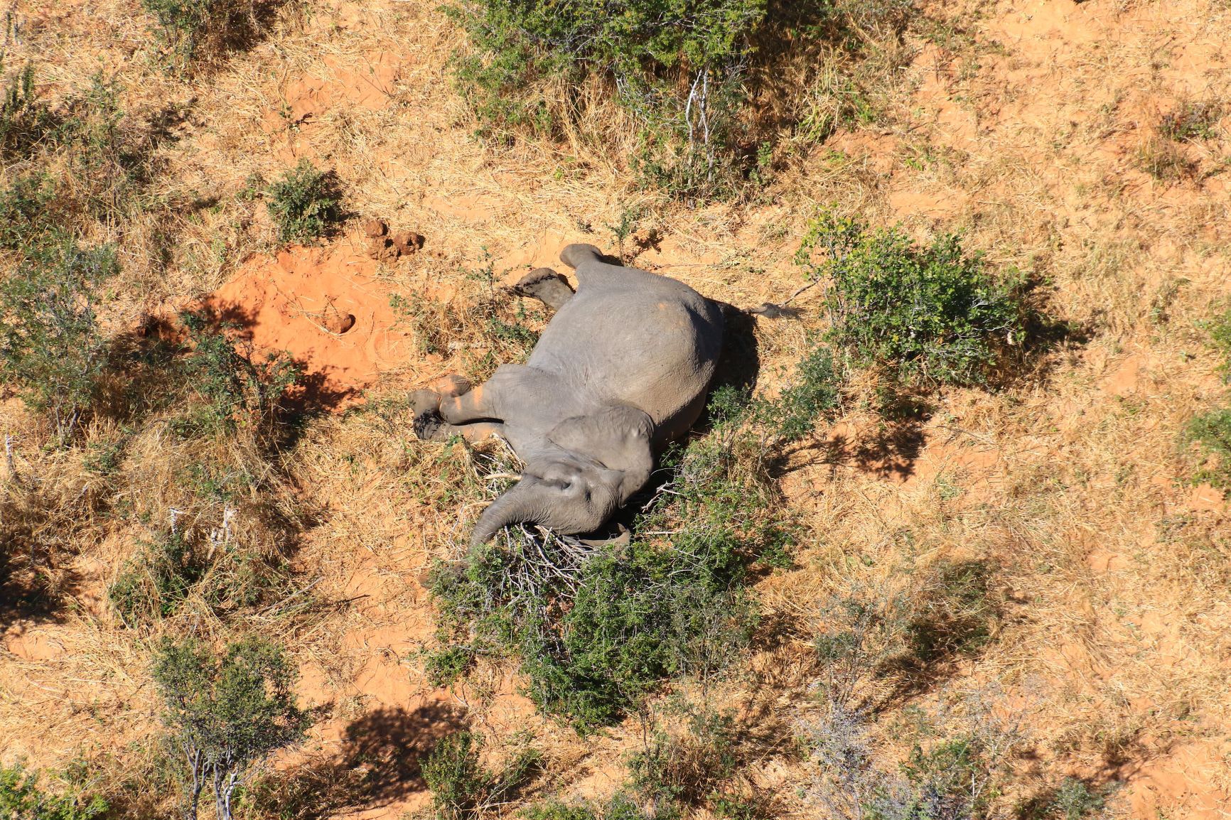 Catastrophic' elephant deaths mystery: Hundreds have dropped dead