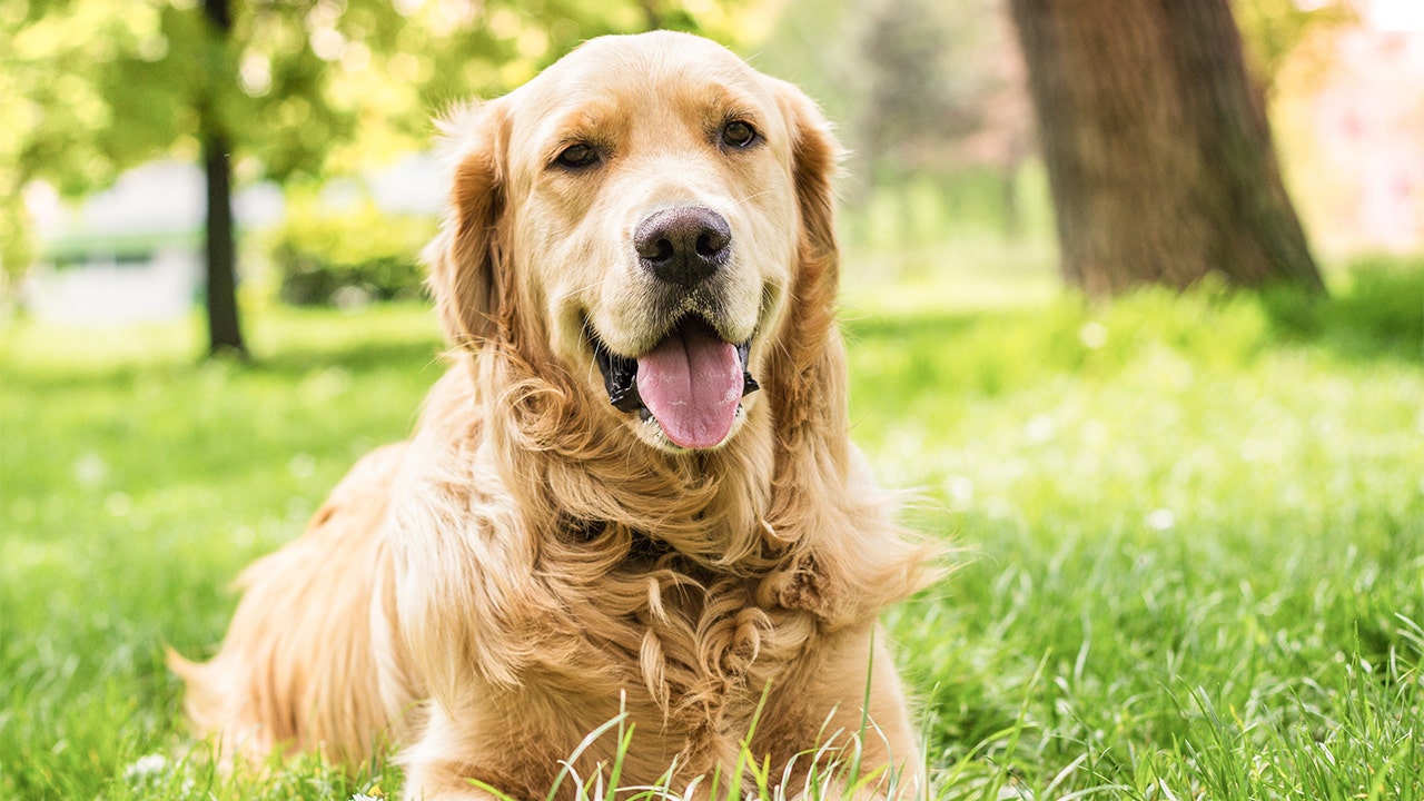 Most Popular Boy Dog Names and Male Dog Names - American Kennel Club