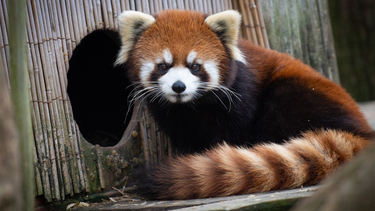 Columbus Red panda 'with a long, fluffy striped tail' has vanished Fox News