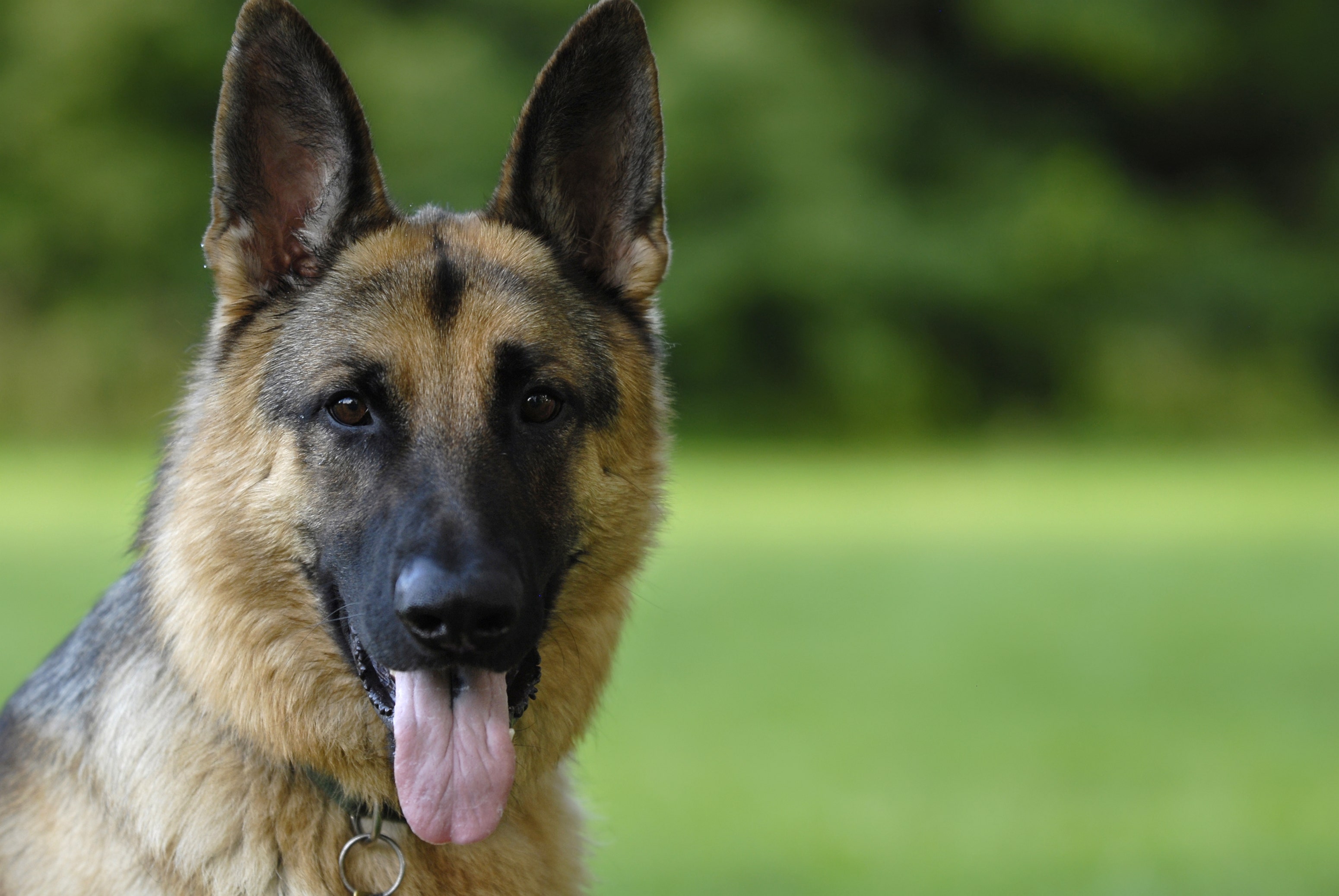 Coronavirus-infected German shepherd, first dog to test positive for  COVID-19 in US, dies | Fox News