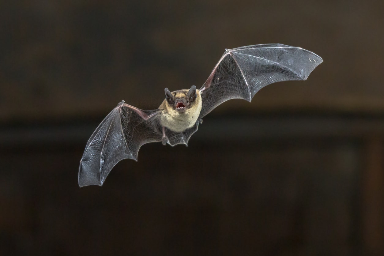 Nebraska zoo urges nearly 200 guests to get rabies shot after wild bat exposure