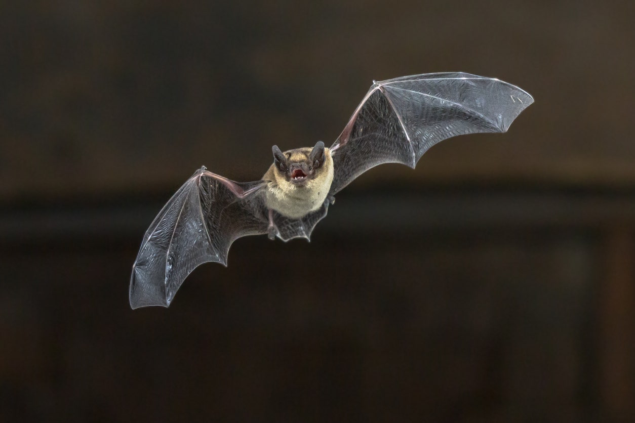 FOX NEWS: Utah officials warn public about bats following numerous home infestations