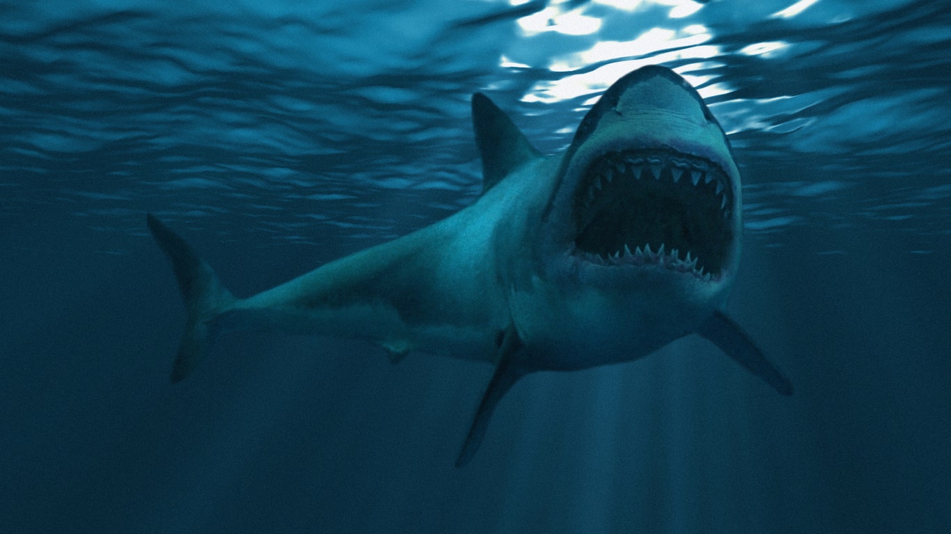 Australian fishermen record terrifying encounter with great white shark as ...