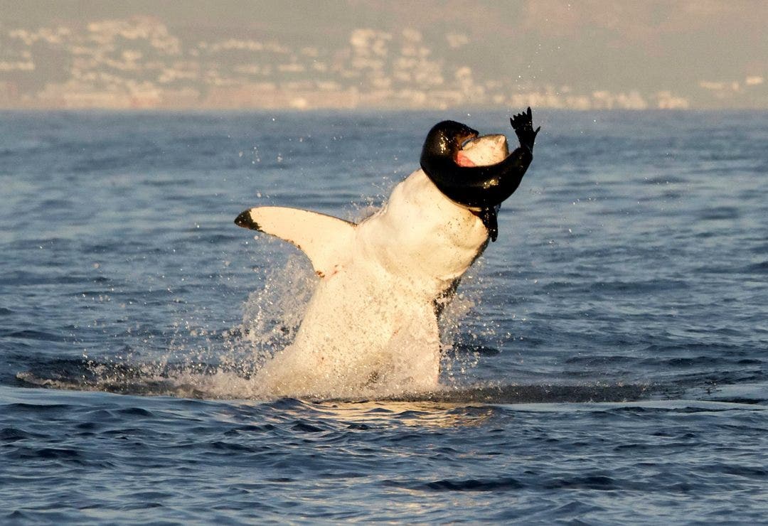 great white shark eating seal