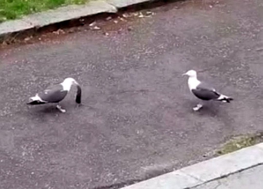 Seagull caught on film swallowing a rat whole, goes viral
