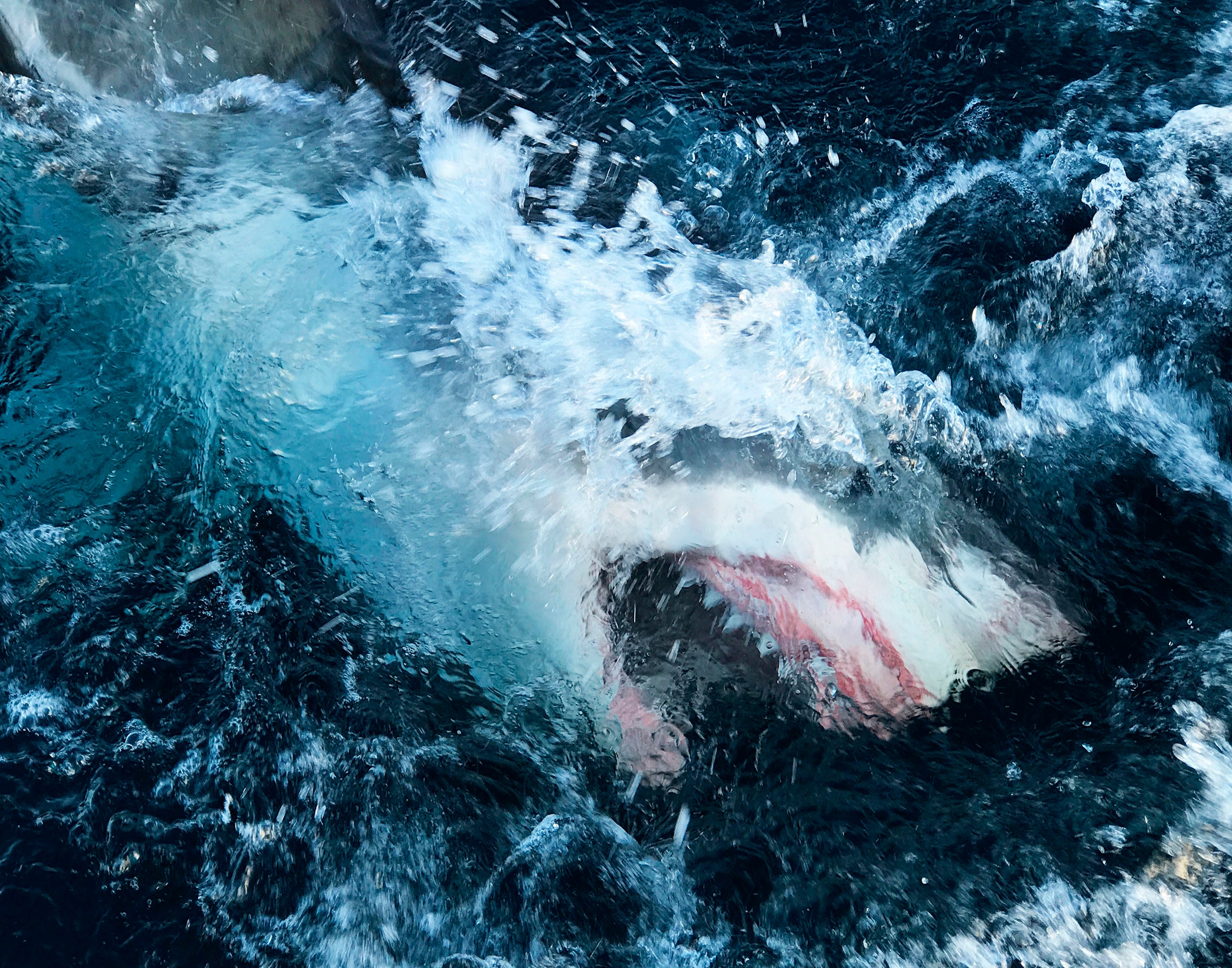 Record-breaking shark breach captured on camera