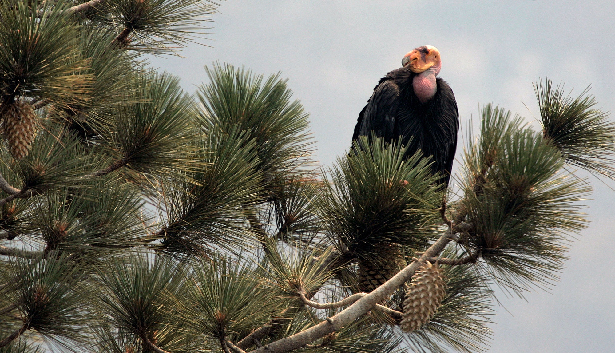 Endangered California condors released in Redwood National and State Parks for first time since 1892