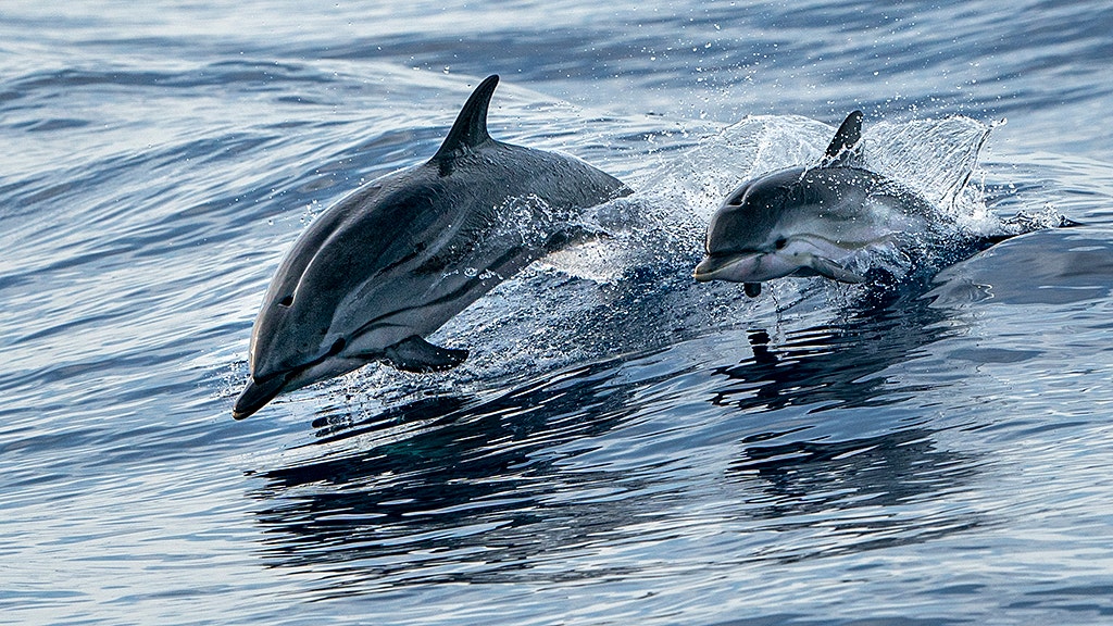 Cape Cod strands more dolphins than anywhere else. Now they're