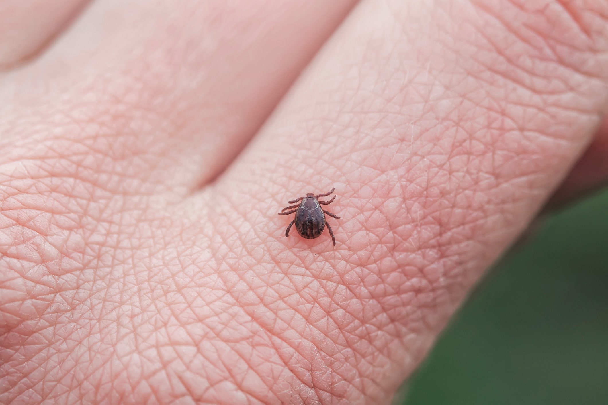 New tick and mosquito repellent will help protect humans and pets, CDC says - Fox News