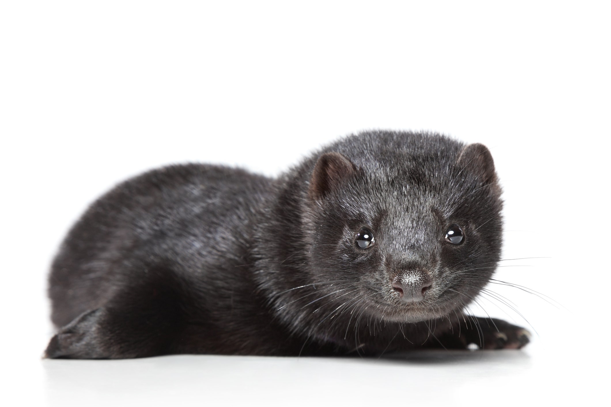 Coronavirus Cases Discovered In Minks On Utah Farms First In The US