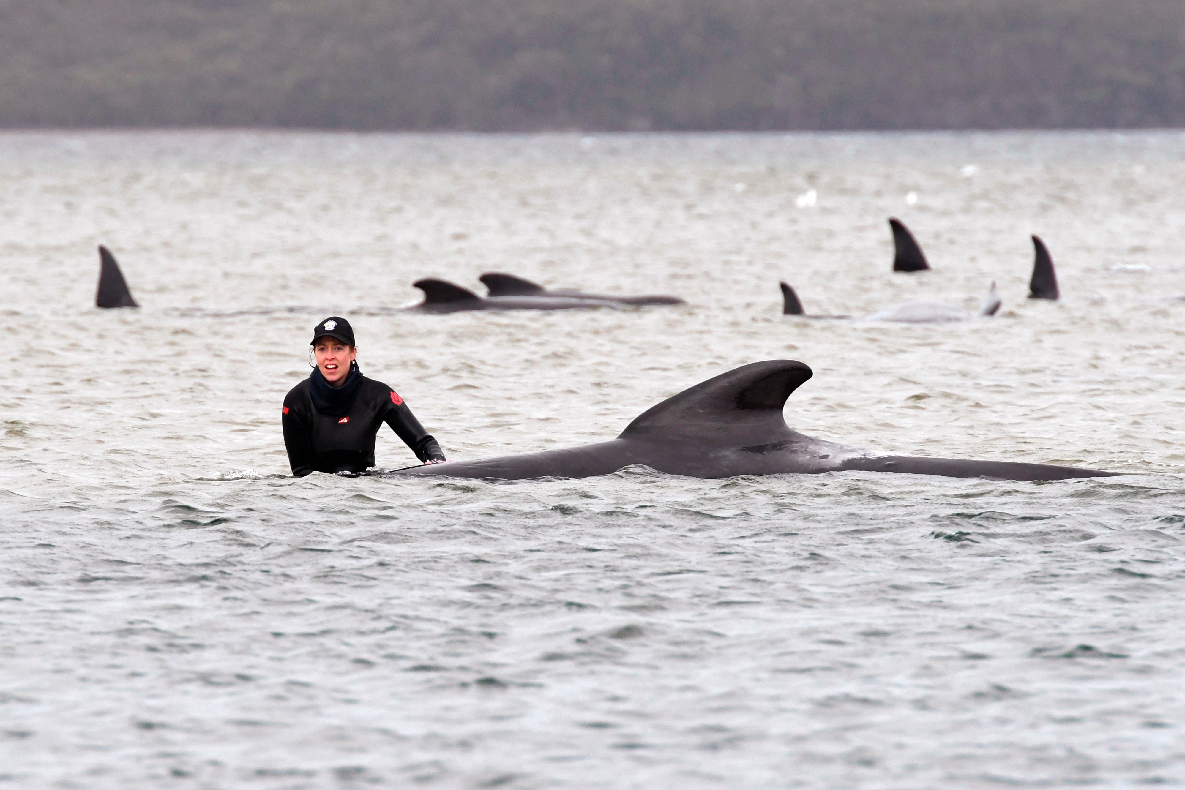 Australia whales: 90 dead in mass stranding off Tasmania - BBC News